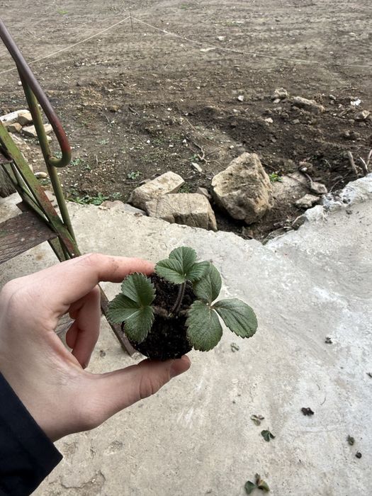 Разсад ягоди сорт Дели