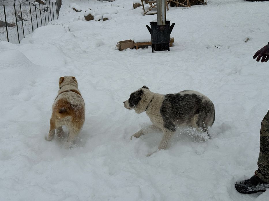 Продаются щенки! Тобет!