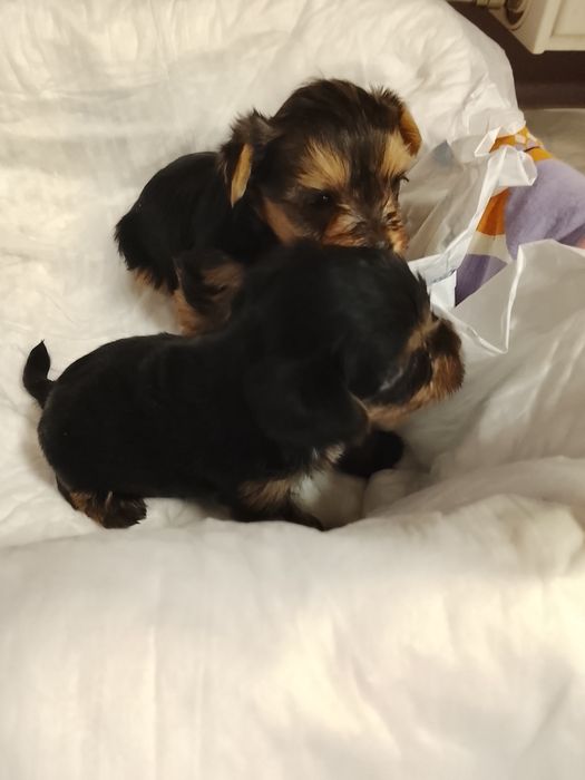 Продавам две мини йоркита,момиче и момче.