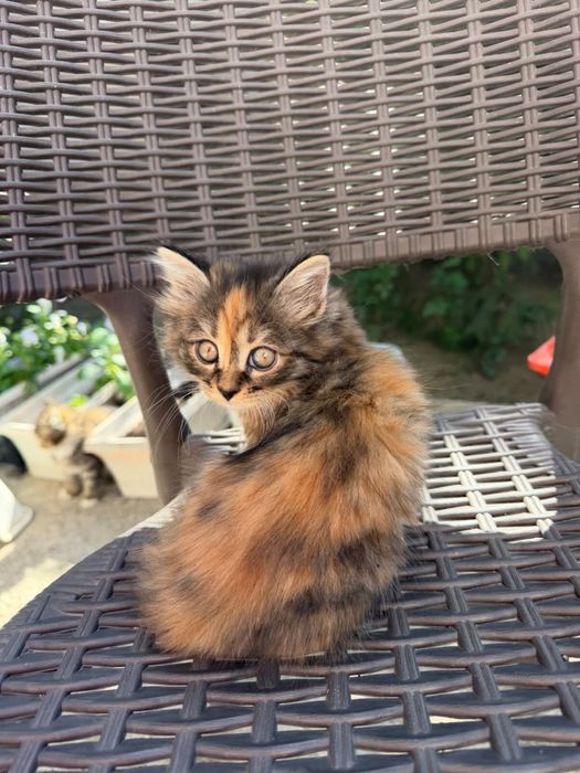 Котята в хорошие руки