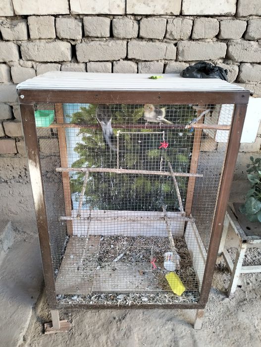 To'ti Karella sotiladi