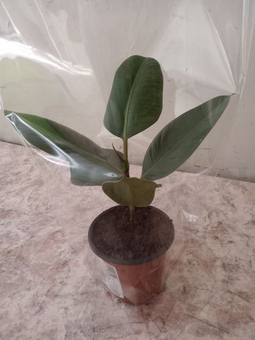 Продам молодой фикус 3.000