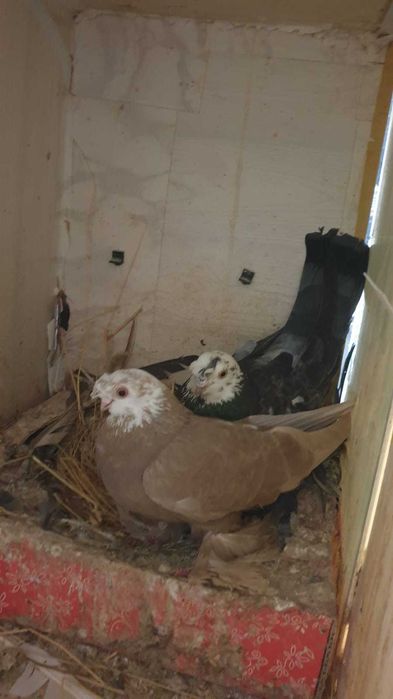 Продам голубей. Цена от 5 тыс и выше