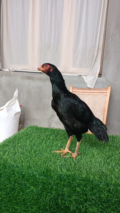 Dakan makyon sotiladi