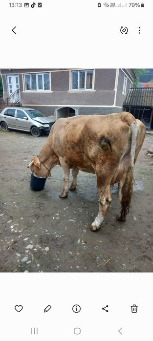 Vând vaca și vitea