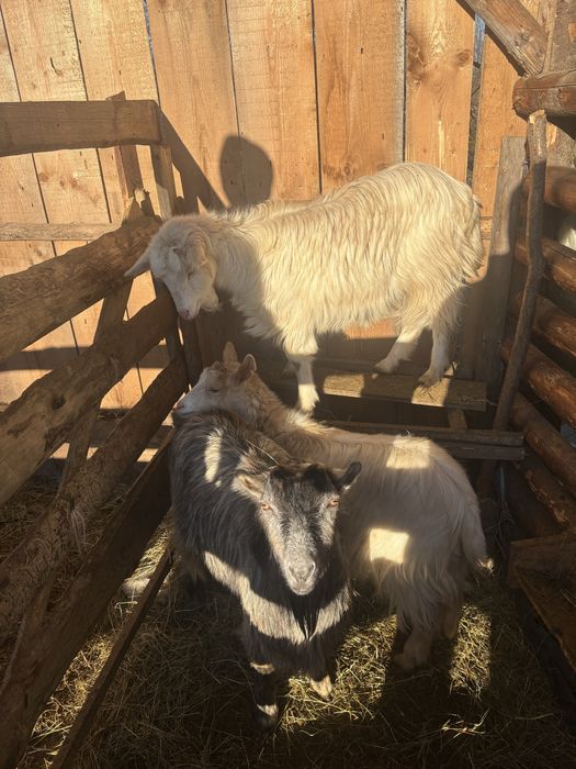 Vand 3 capre si un tap