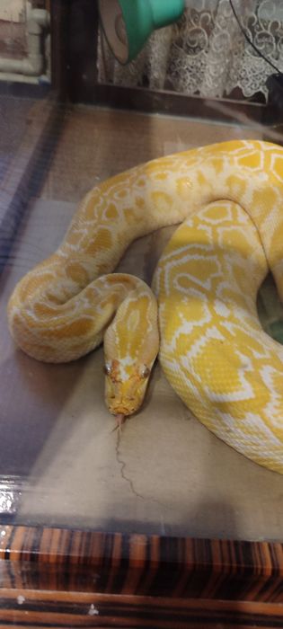 Тигровые питоны в год змеи