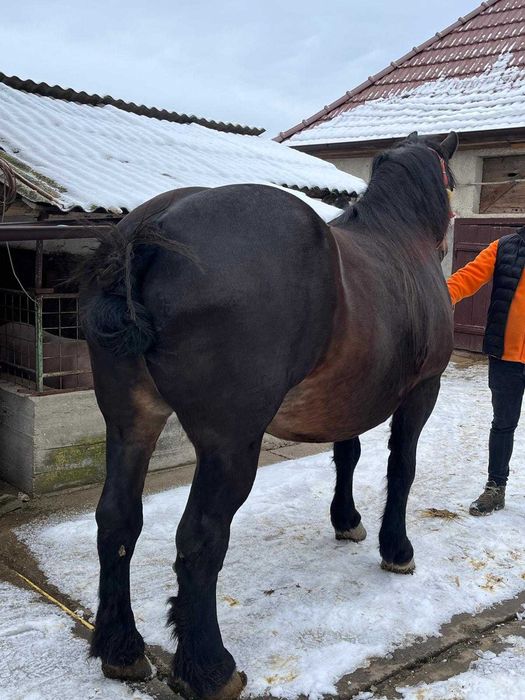 Vând iapă          .