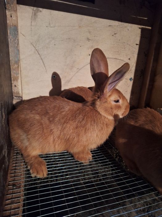 Калифорния  бургун кролики