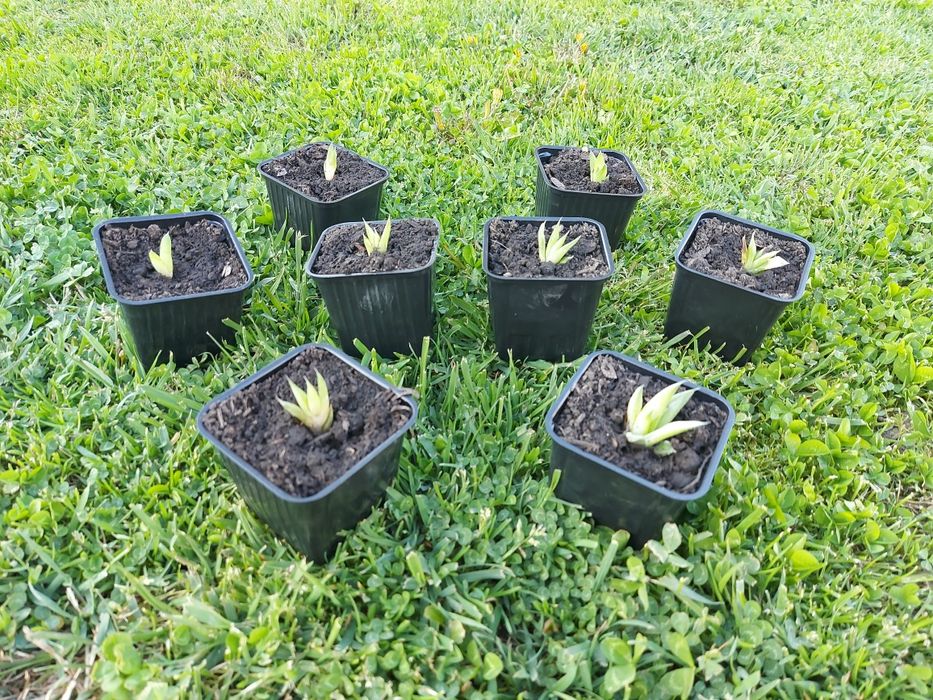 Aloe Vera Puiet la ghiveci