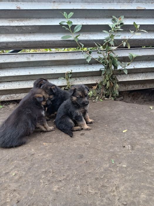 Щенки овчарки немецкой