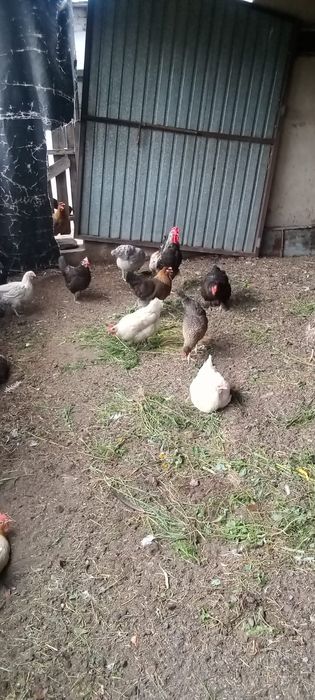 Продам домашних куриц