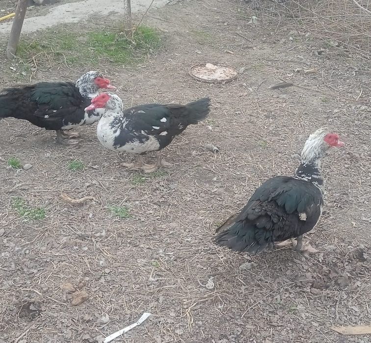 Продам индоуток  селезени