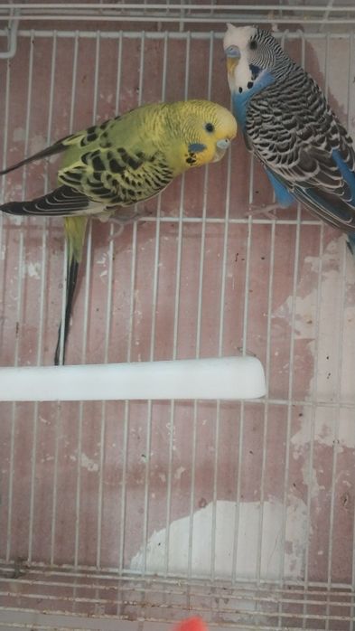 1.ta qafasi bilan 2dona papugay 200ming sum