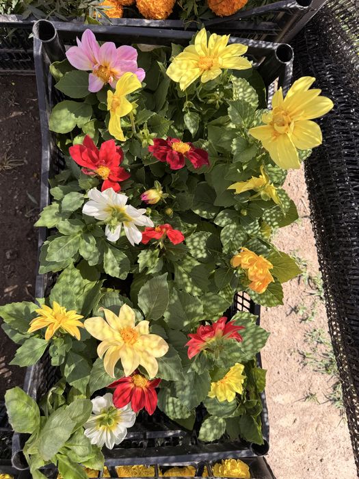 Гуллар Бананза ва Тайгес Шафран Райхонлар