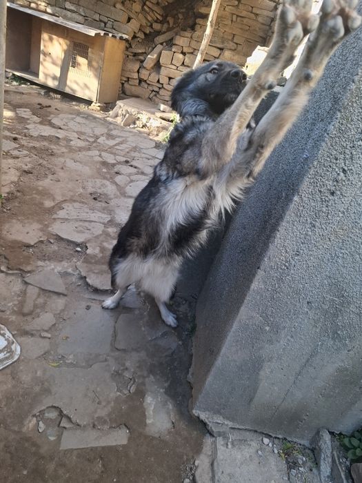 Подарявам  куче.