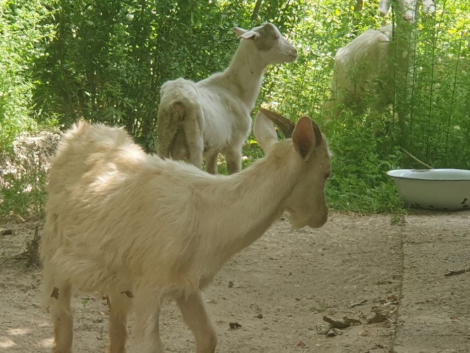 Эчки рус 2 боласи билан