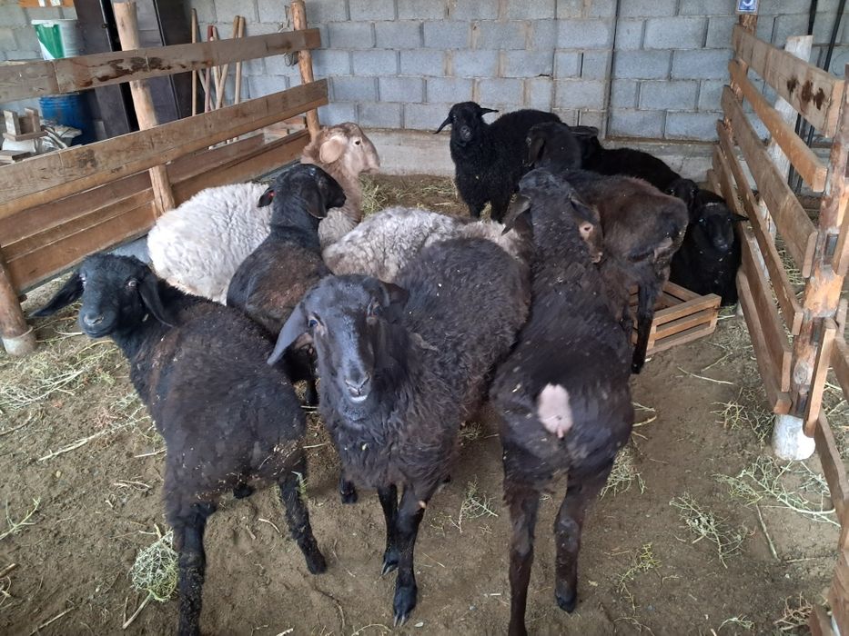 Қозы баран ягнят