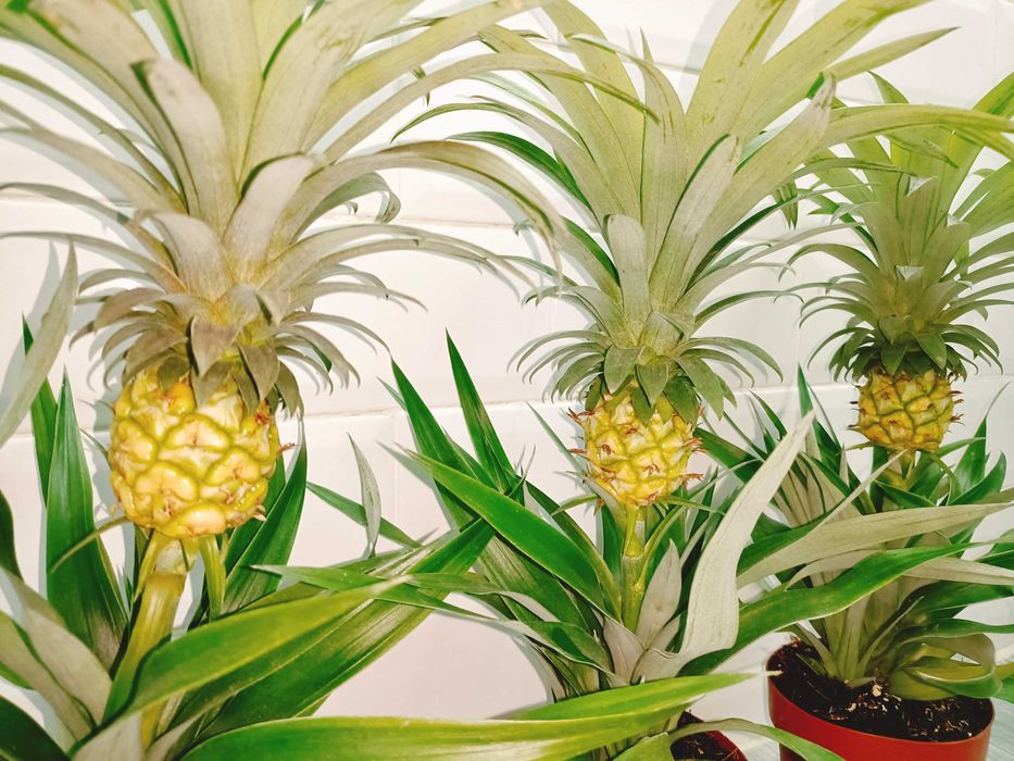 Plante tropicale perene