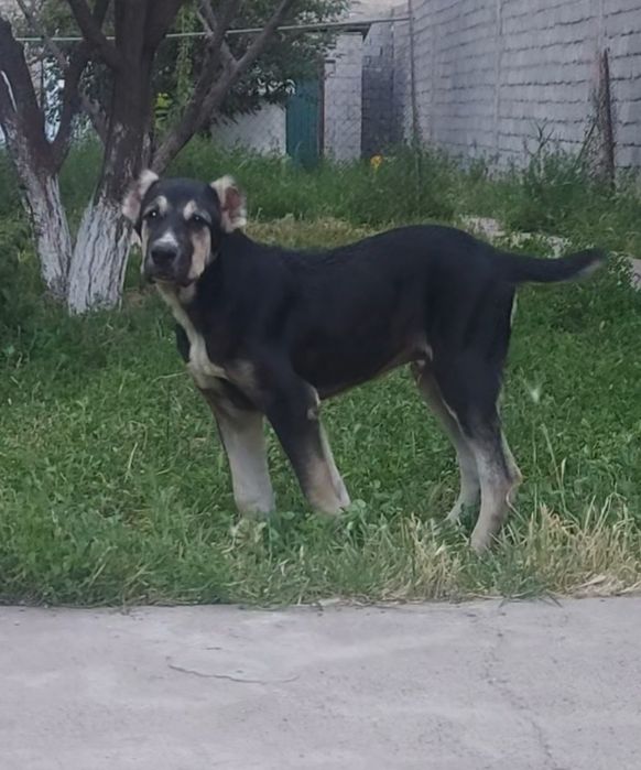 Алабай,  САО, щенок