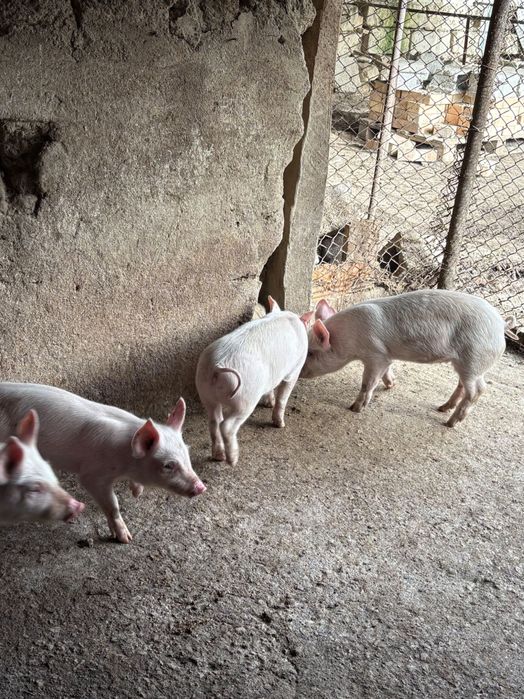 Малки Прасенца на 60 дена