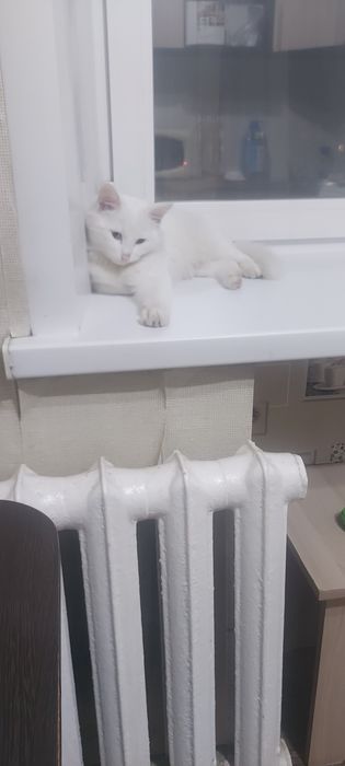 Отдам хорошие руки