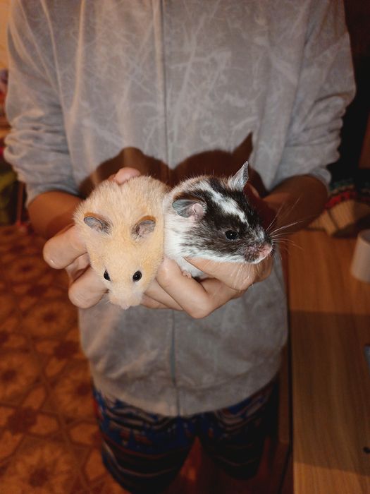 Отдам хомячков в добрые руки