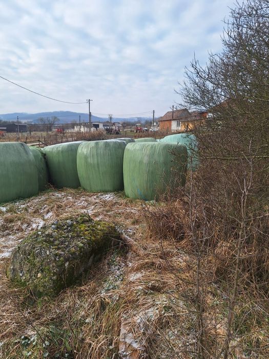 Vând baloți de lucernă înfoliați