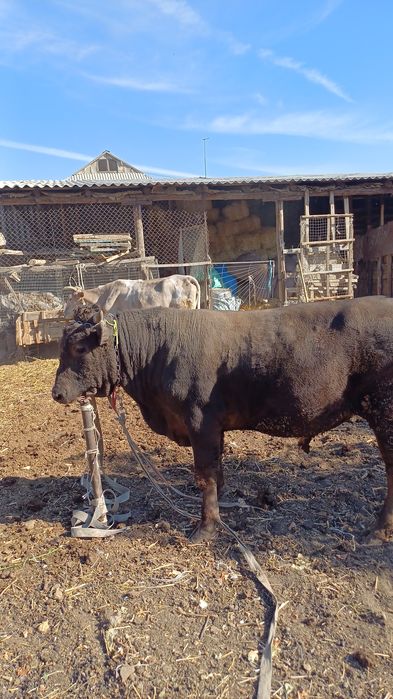 Бордакы буха ,2жас,950 мынг