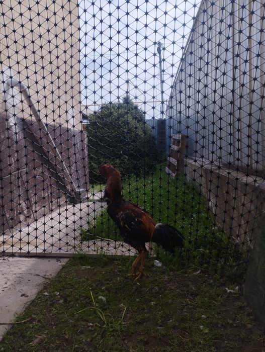 Продам петуха для груша