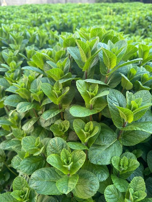 Menta olandeza bio
