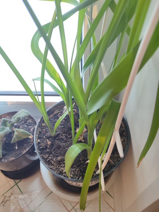 Продам индийский лук