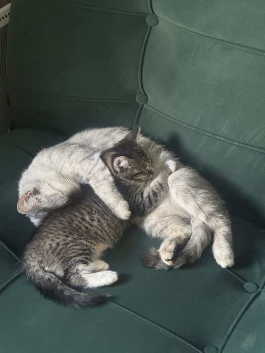 Кошка стерилизованная