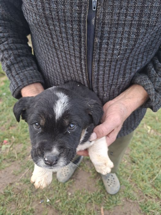 Donez catel cadou de craciun gratuit