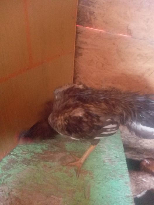 Продам срочно даканов