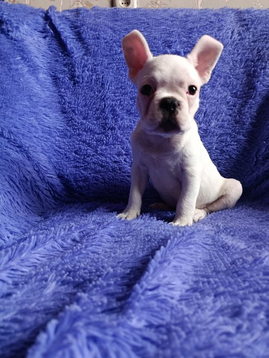 Французский бульдог