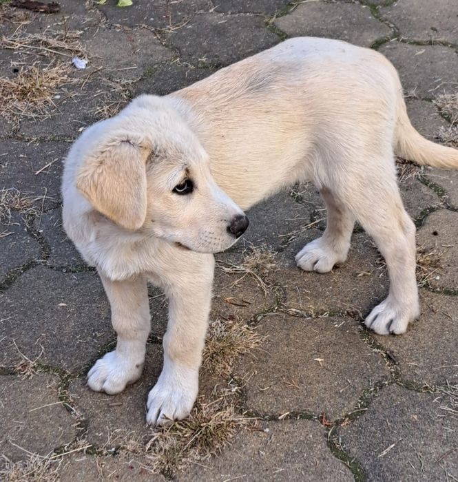 Pui de Labrador fetiță, 3 luni
