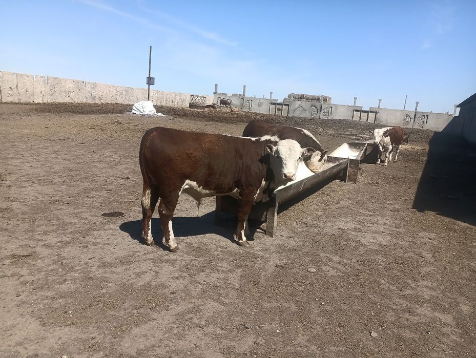 Быки бычки белоголовые