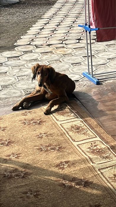 Собака тазы продам