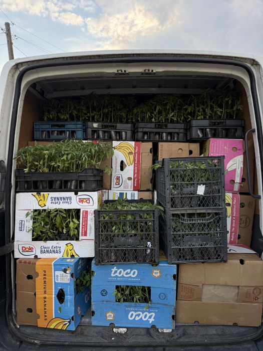 Разсад домати,пипер- директно от производител!