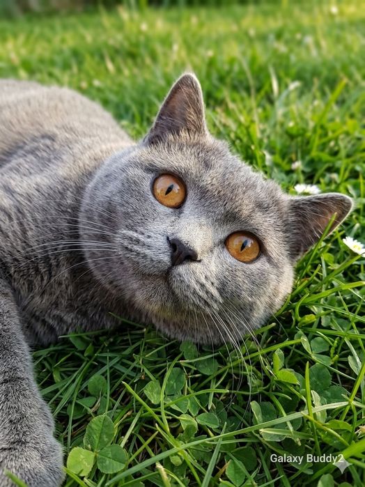 Zotdor Britaniya Kaltatukli (British Shorthair) – Nasl ko'paytirishga