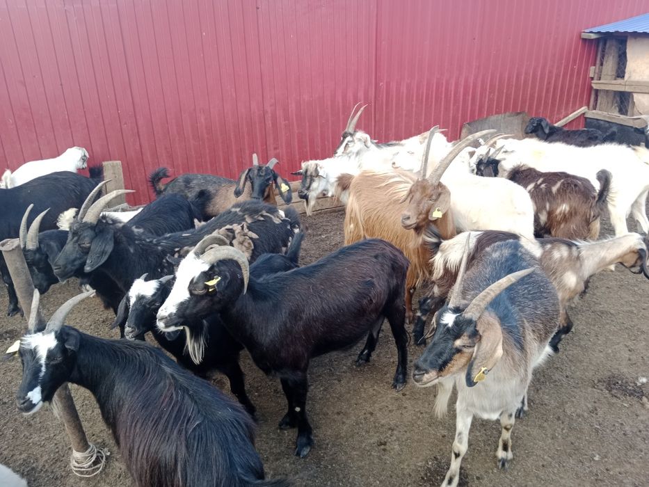 Ешкілер, лақтар, шыбыштар, текелер сатылады...