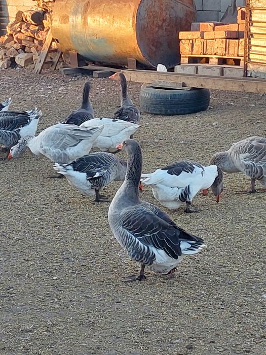 Продам гусей домашних
