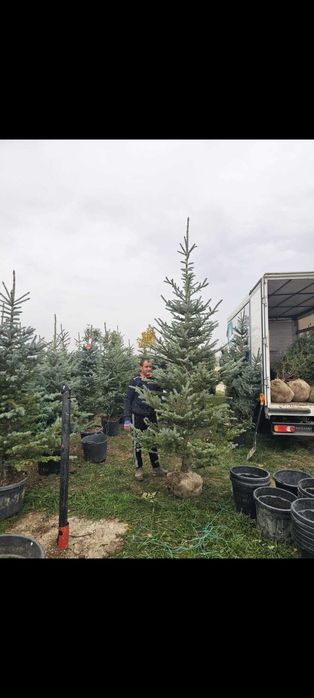 Lelandii și Tuia Smaragd – gard viu natural și dens