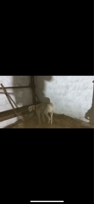 Жарғақ тазы сатылады!