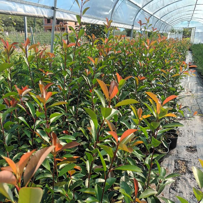 Gard viu de la producator Leylandii,Photinia  și Prunus