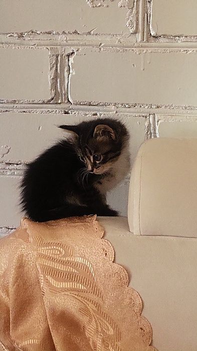 Мысықтар мысык кошки котяти