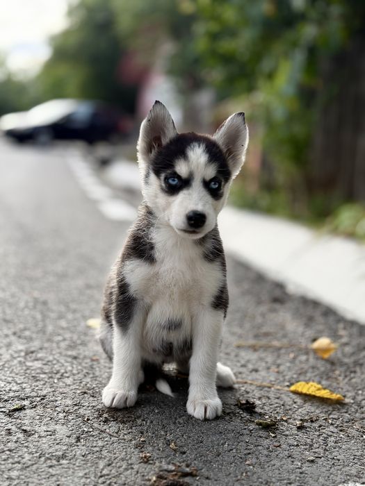Femela husky siberian (exemplar deosebit)!