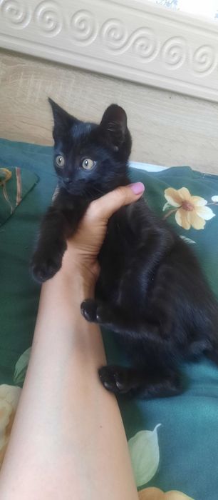 Котёнок 2-3 месяца даром