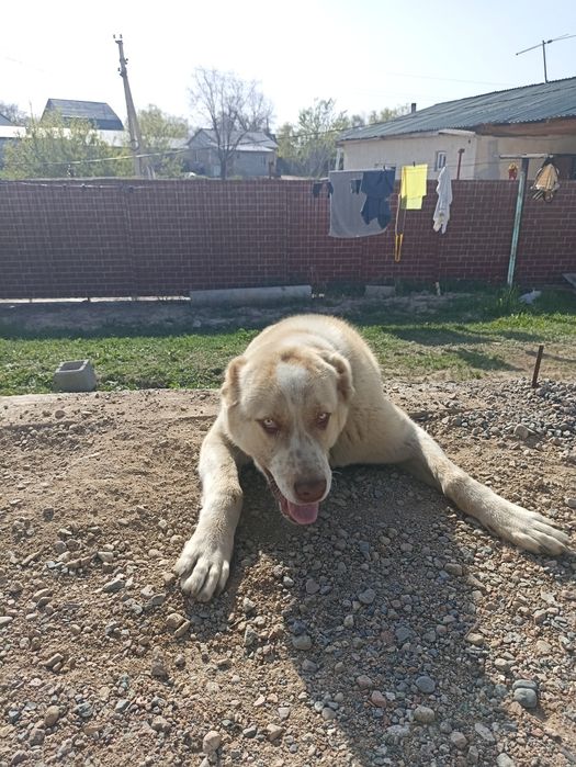 Алабай күшік... Сатылады...